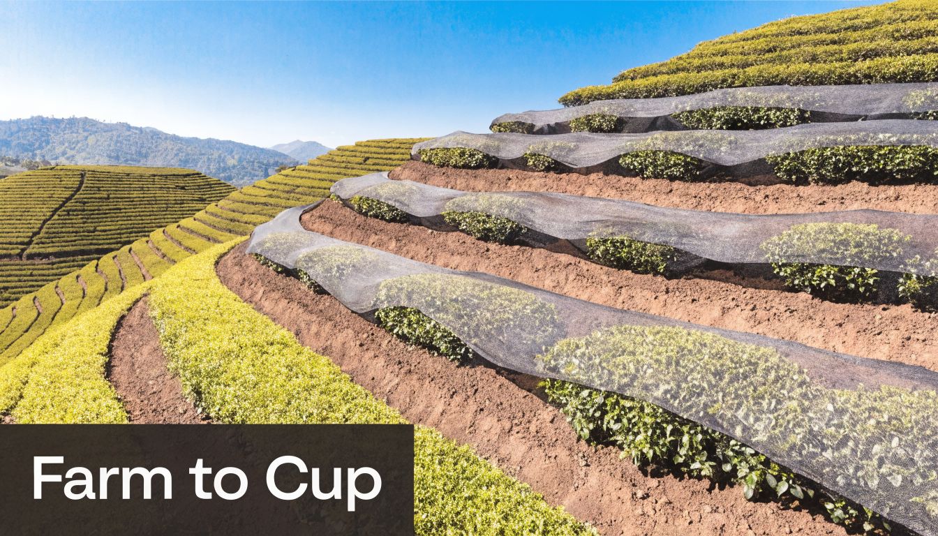 A terraced tea plantation with bushes covered by protective black netting under a clear blue sky.