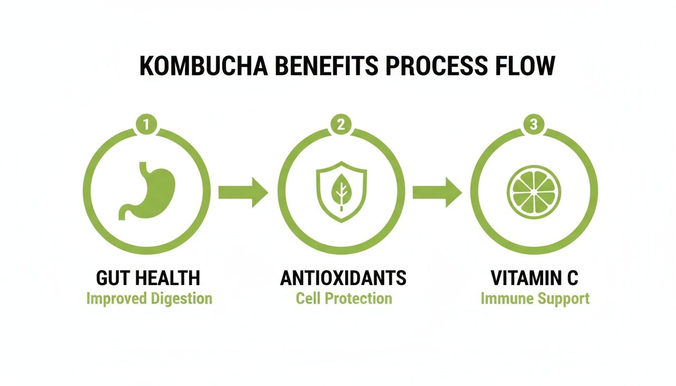 Kombucha benefits process flow illustrating gut health, antioxidants, and vitamin C support.
