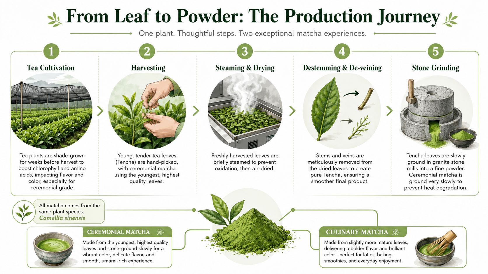 A step-by-step infographic showing the production journey of matcha from cultivation to final powder products.