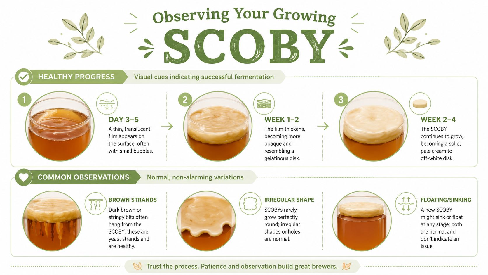An infographic showing the healthy stages of SCOBY growth during kombucha fermentation with common, normal variations.