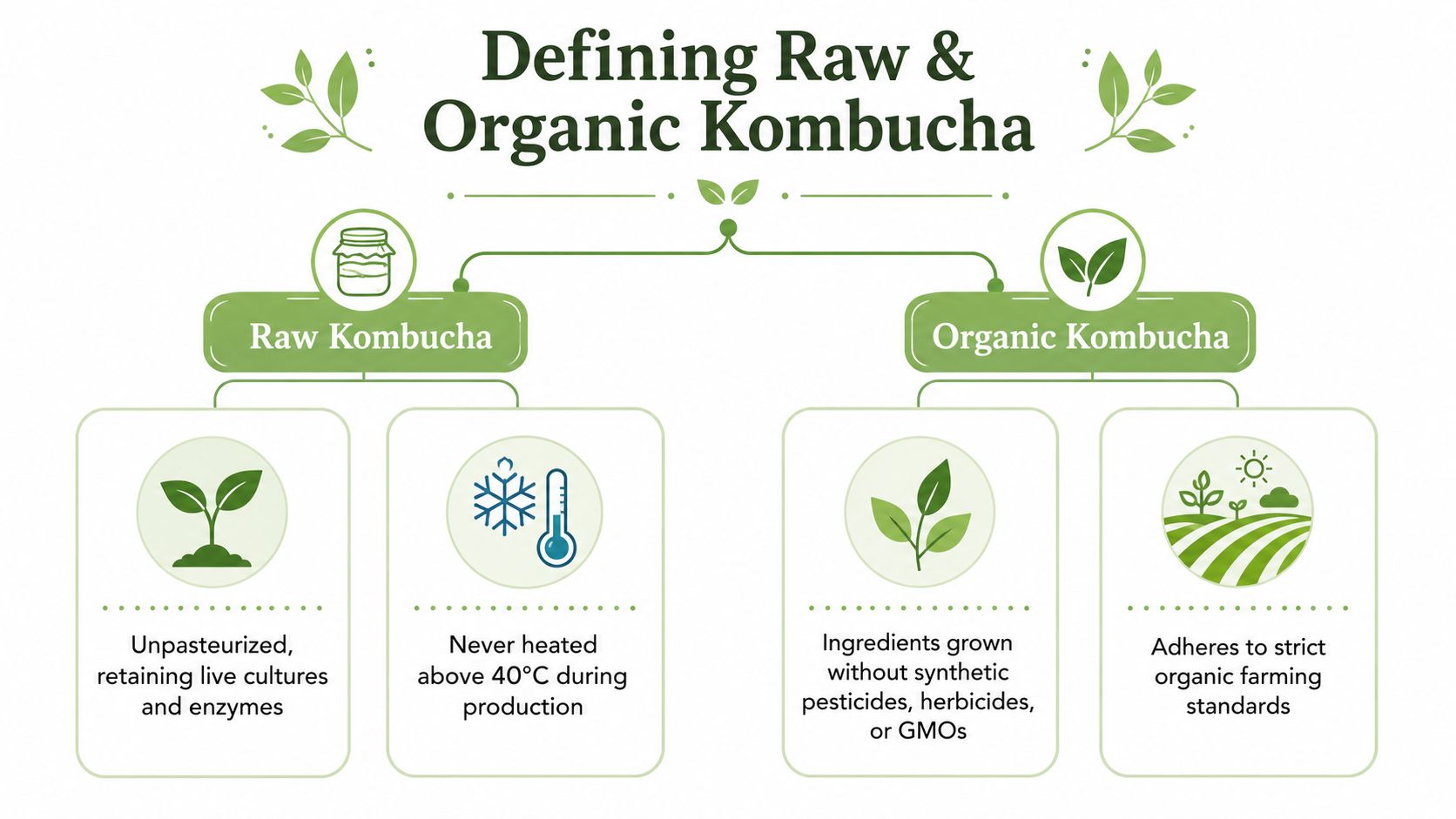 An infographic defining the key differences between raw and organic kombucha production and farming standards.