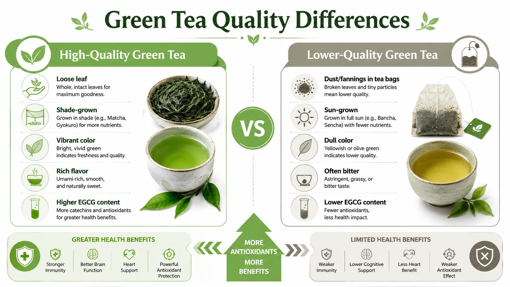 A comparison chart highlighting the health and quality differences between premium loose leaf and inferior tea bags.