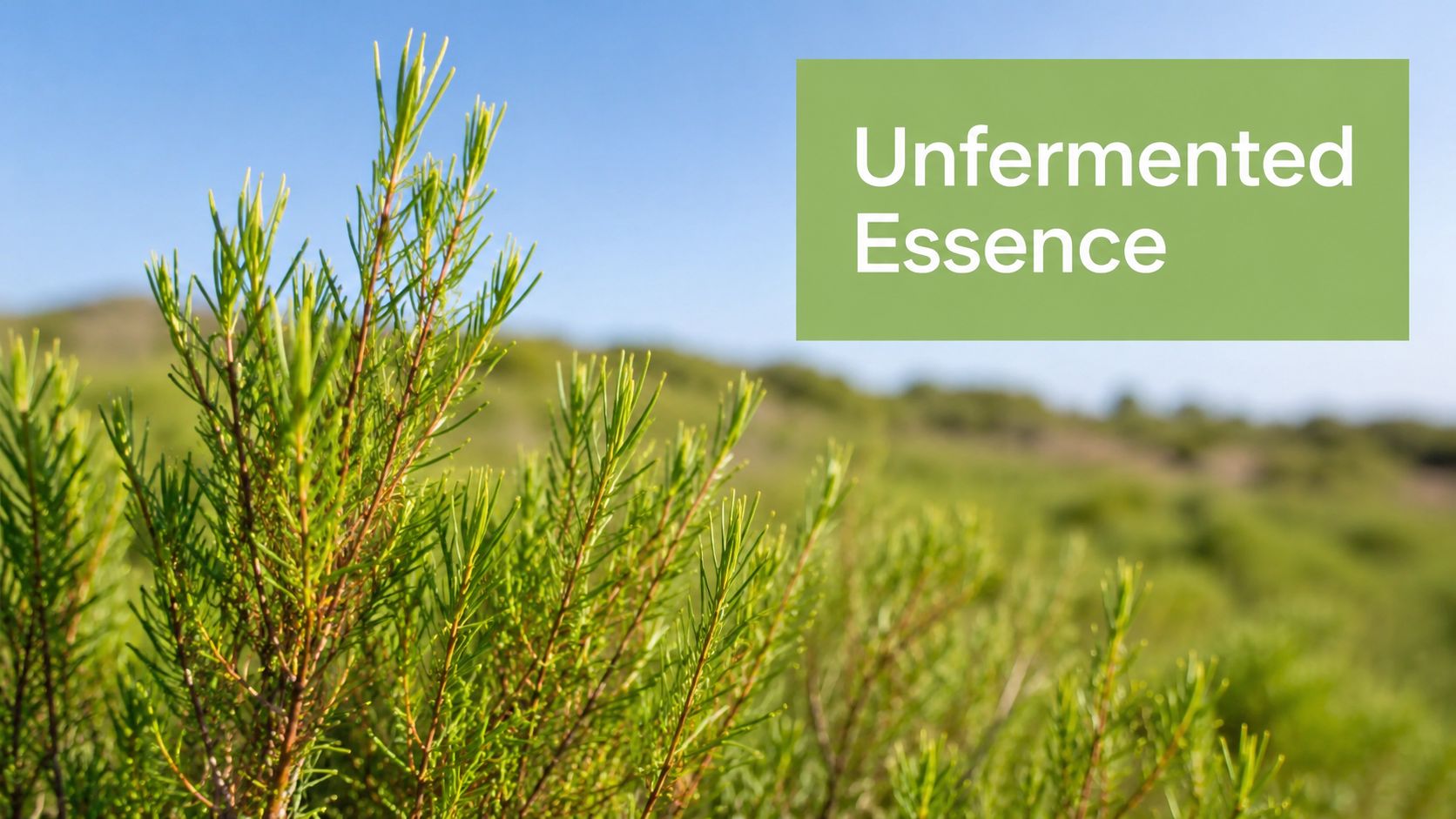 A close-up view of a green rooibos bush growing in a natural landscape under a blue sky.