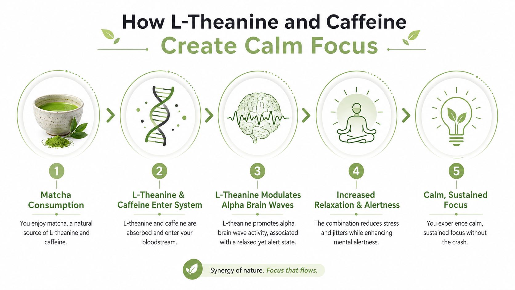 An infographic showing the five-step process of how L-theanine and caffeine in matcha promote calm focus.