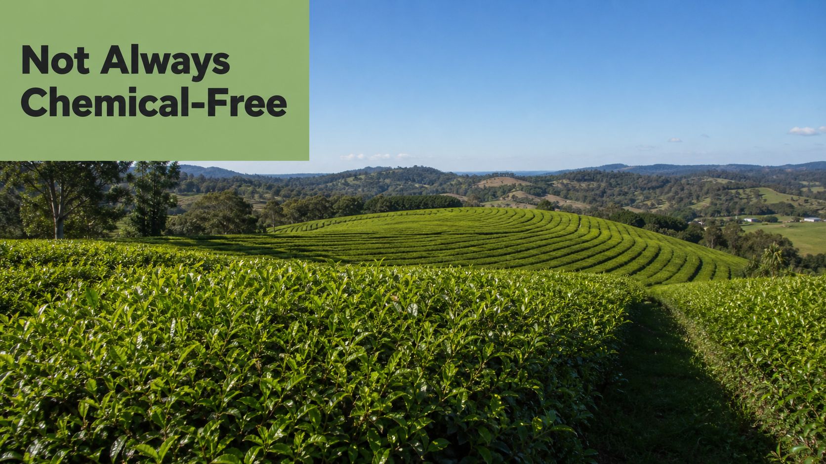 Lush green tea plantation rows on rolling hills under a clear blue sky in Australia.