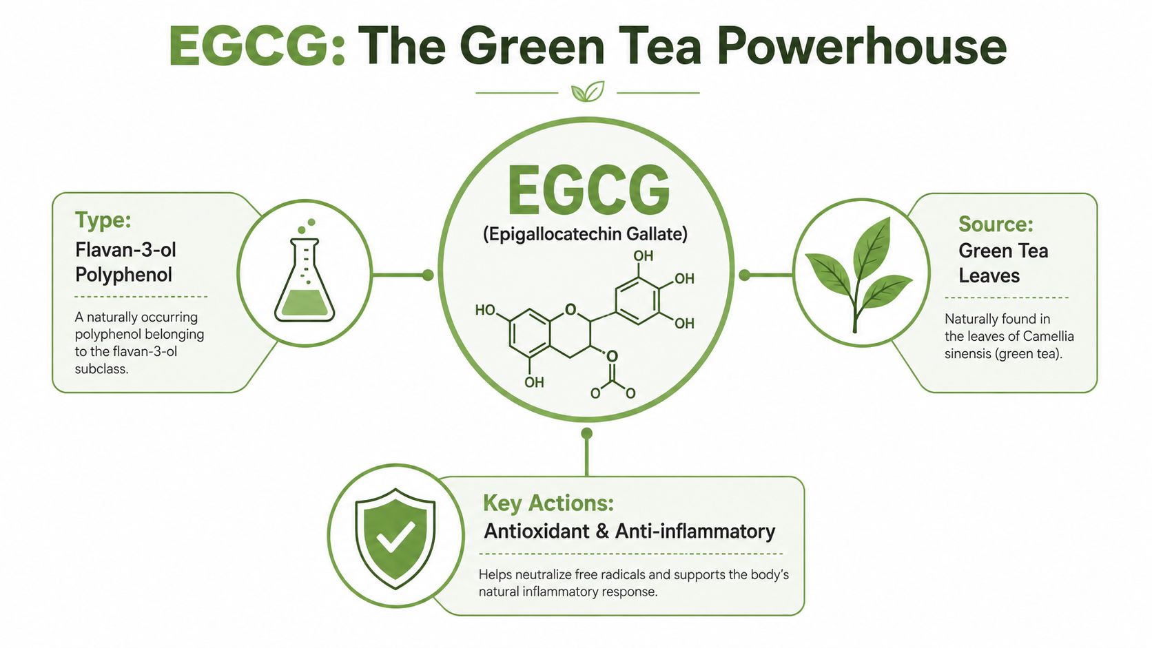 An infographic titled EGCG: The Green Tea Powerhouse, detailing its chemical type, source, and key health benefits.