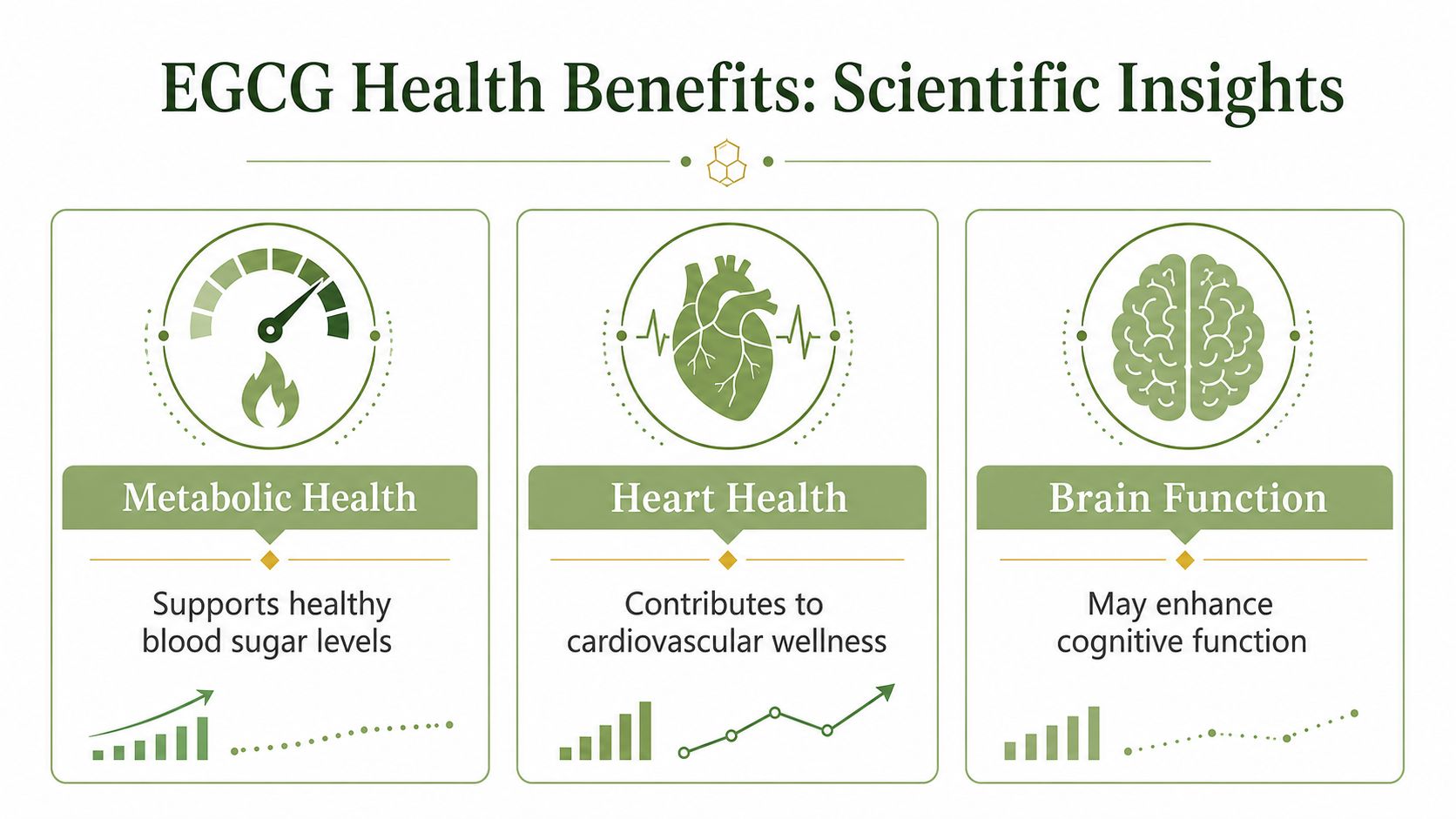 An infographic titled EGCG Health Benefits detailing how EGCG supports metabolic health, heart health, and brain function.
