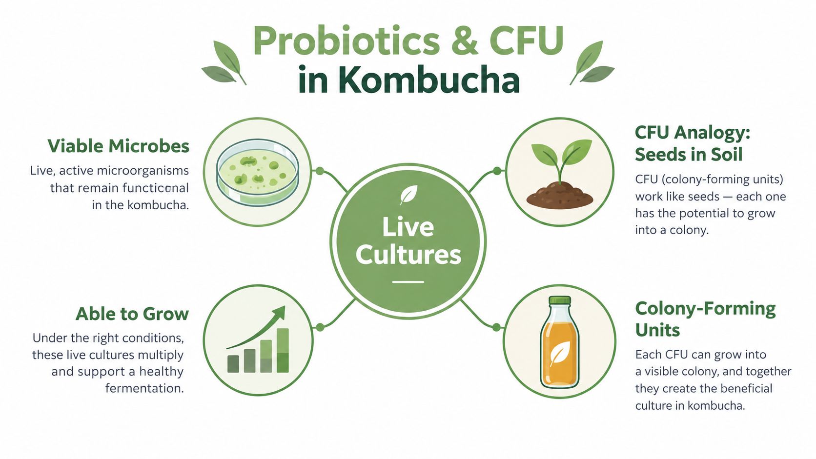 An infographic explaining probiotics and colony-forming units (CFU) found in live kombucha cultures.