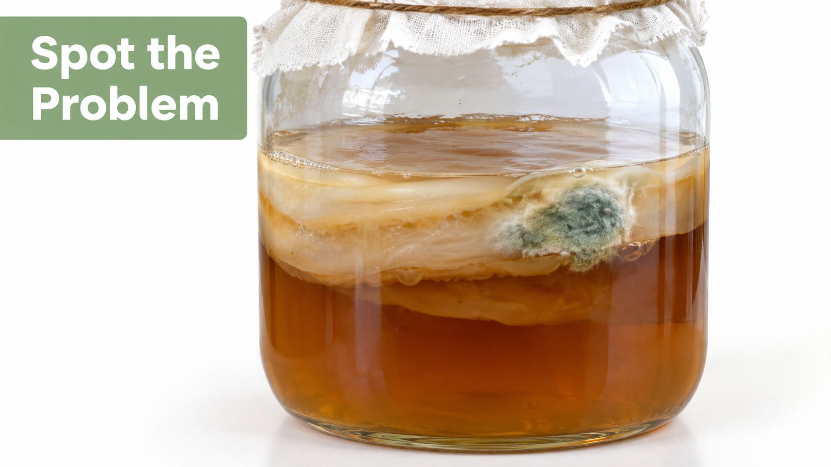 A glass jar containing kombucha tea with a SCOBY mat that has developed patches of green mold.