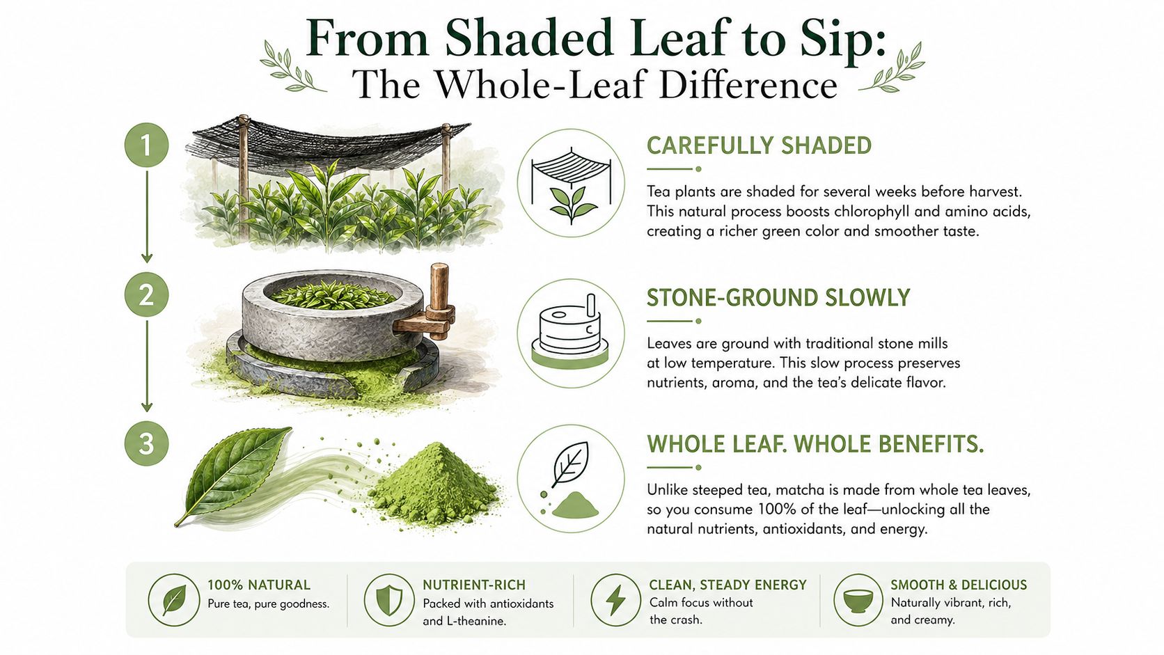An infographic illustrating the three-step process of producing matcha from shaded leaves to final tea powder.