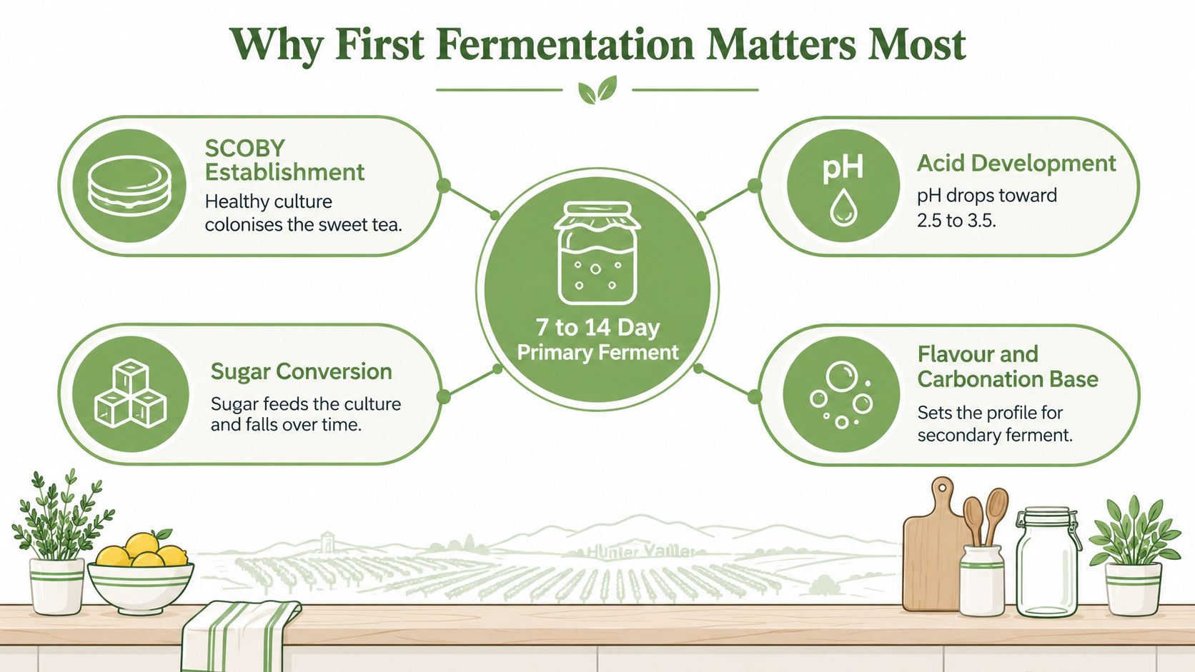 An infographic showing the four key benefits and processes of kombucha first fermentation.