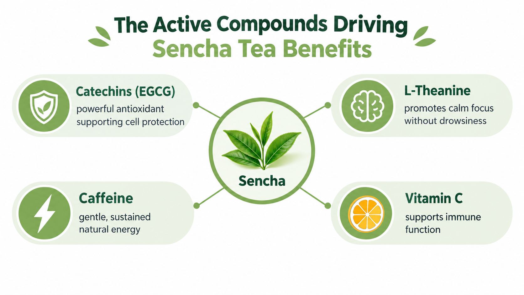 An infographic detailing the active healthy compounds found in Sencha tea, including catechins, L-theanine, caffeine, and vitamin C.