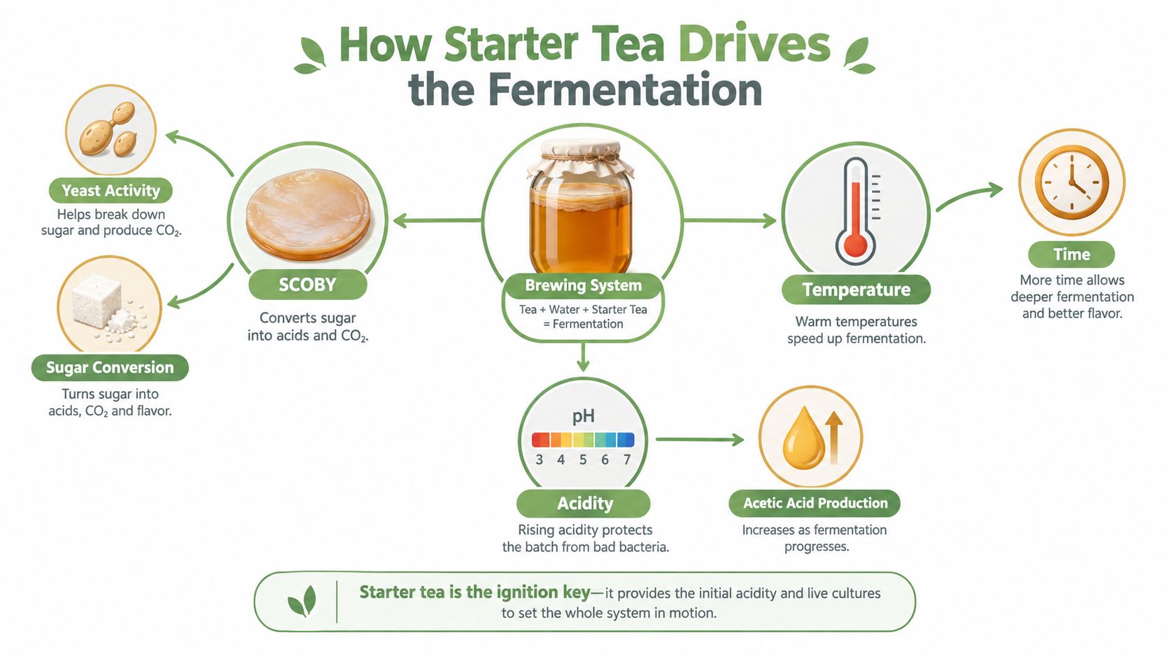 A diagram explaining how starter tea and other factors drive the kombucha fermentation process in a brewing jar.