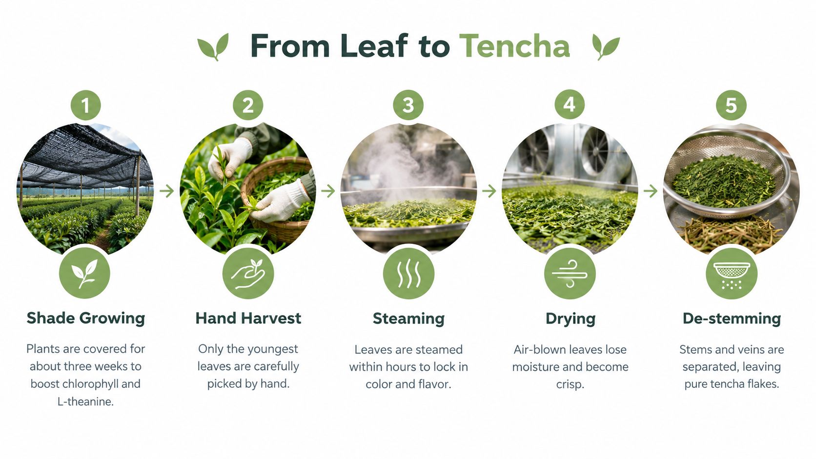 A five-step infographic illustrating the traditional production process of tencha tea leaves from harvest to processing.