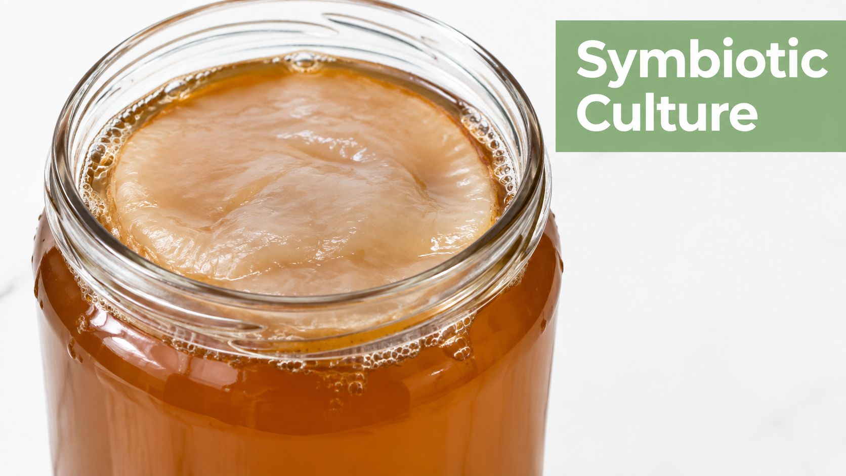 A glass jar containing a kombucha scoby pellicle floating in tea to illustrate a symbiotic culture.