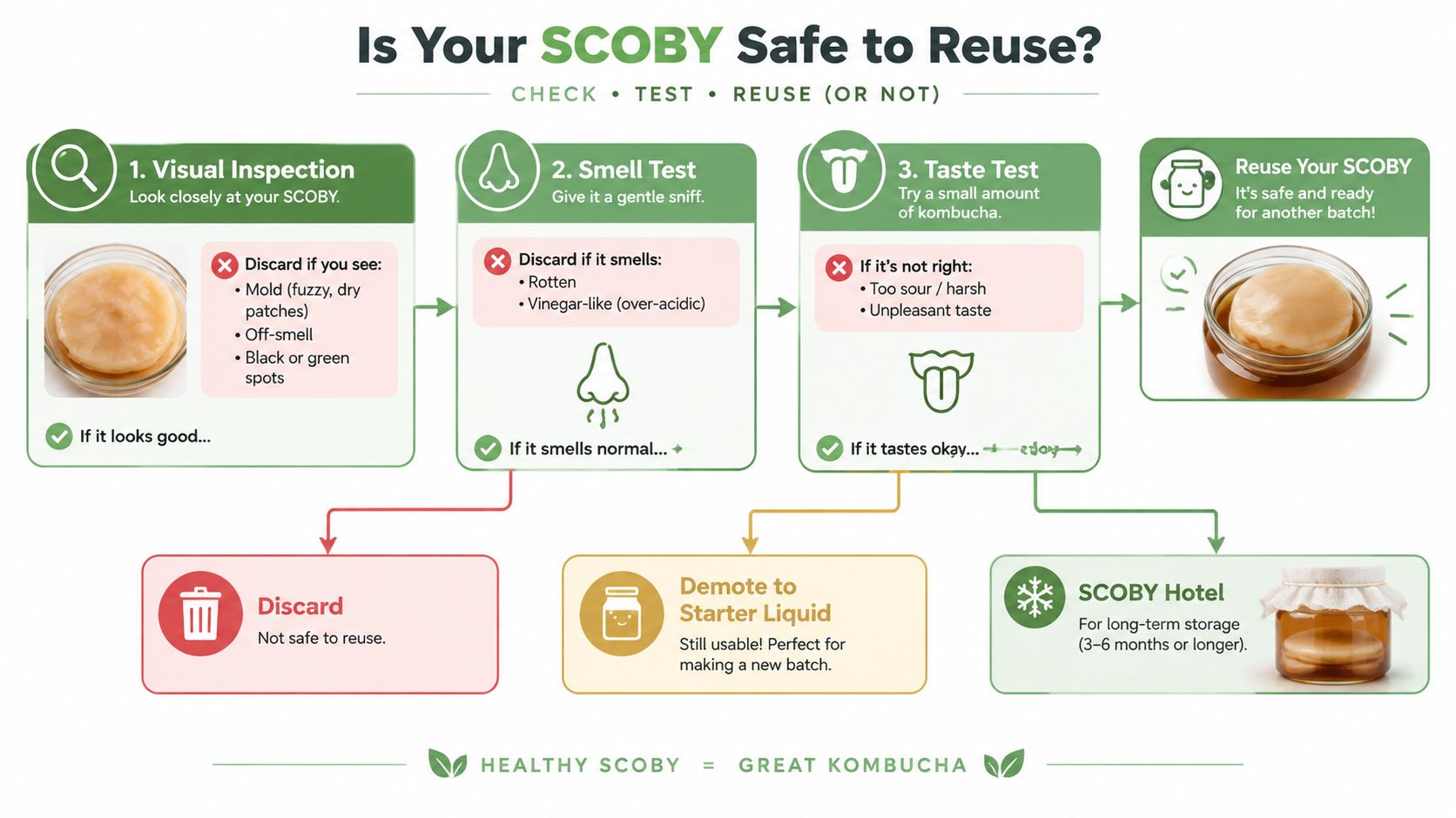 A flowchart guide explaining how to inspect, test, and safely reuse a SCOBY for brewing kombucha.