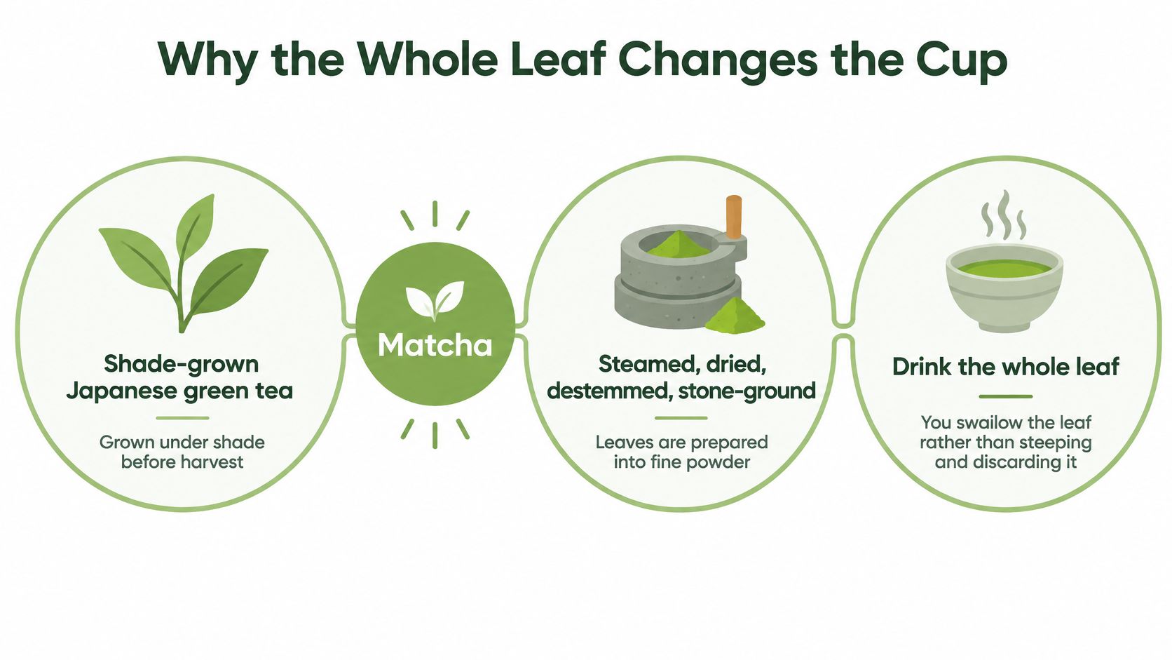 An infographic showing the production process of matcha tea from shade-grown leaves to the final drink.