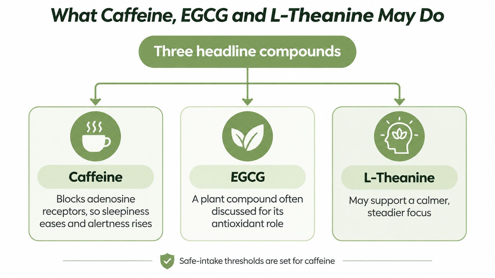 A diagram infographic explaining the health benefits of caffeine, EGCG, and L-Theanine found in tea and matcha.