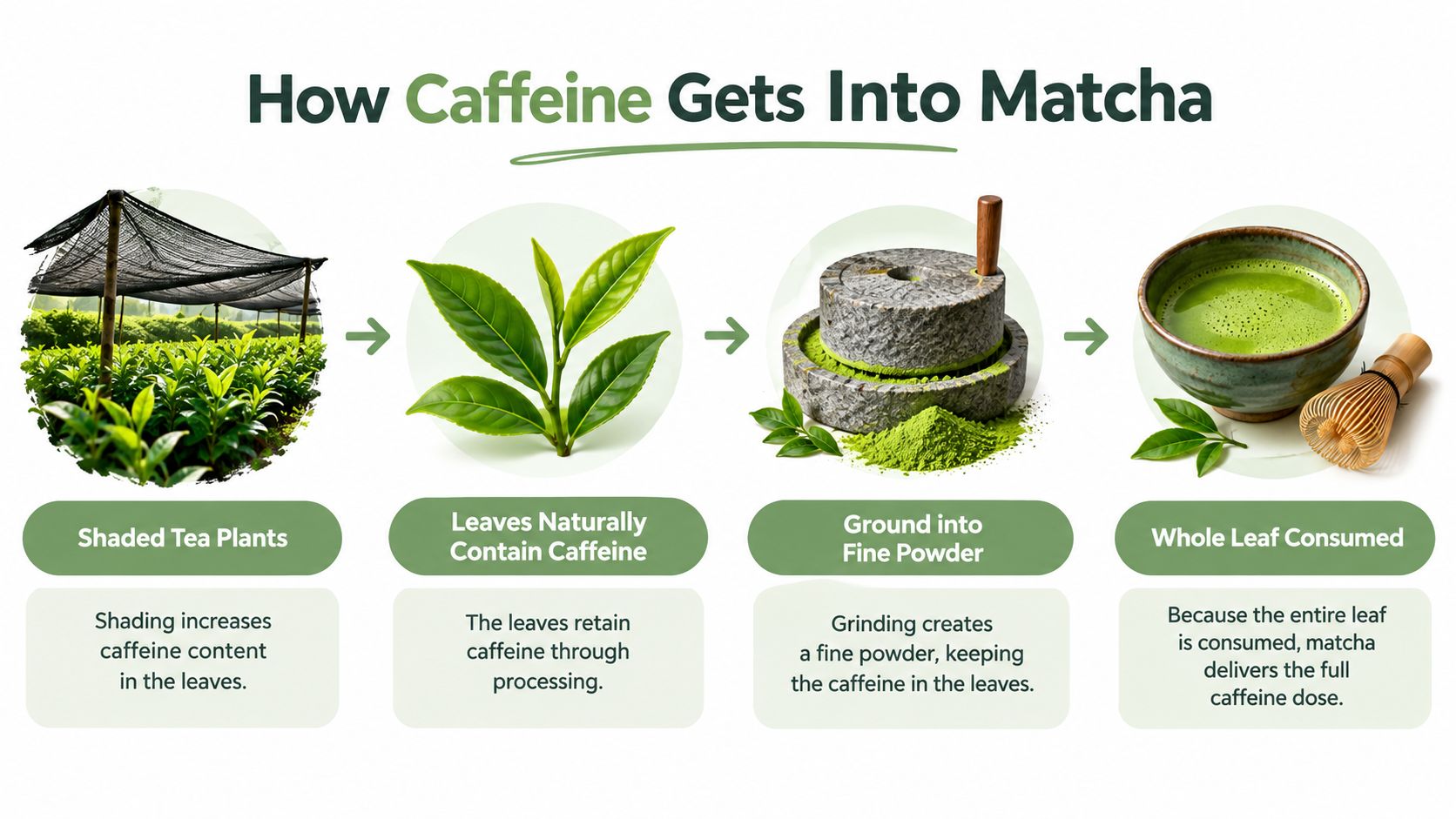 An infographic titled How Caffeine Gets Into Matcha explaining the process from shaded tea plants to consumption.