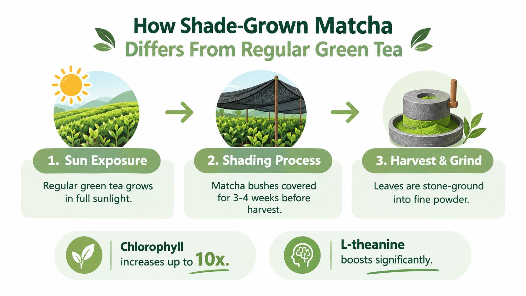 An infographic showing the three-step process of producing shade-grown matcha powder from green tea plants.