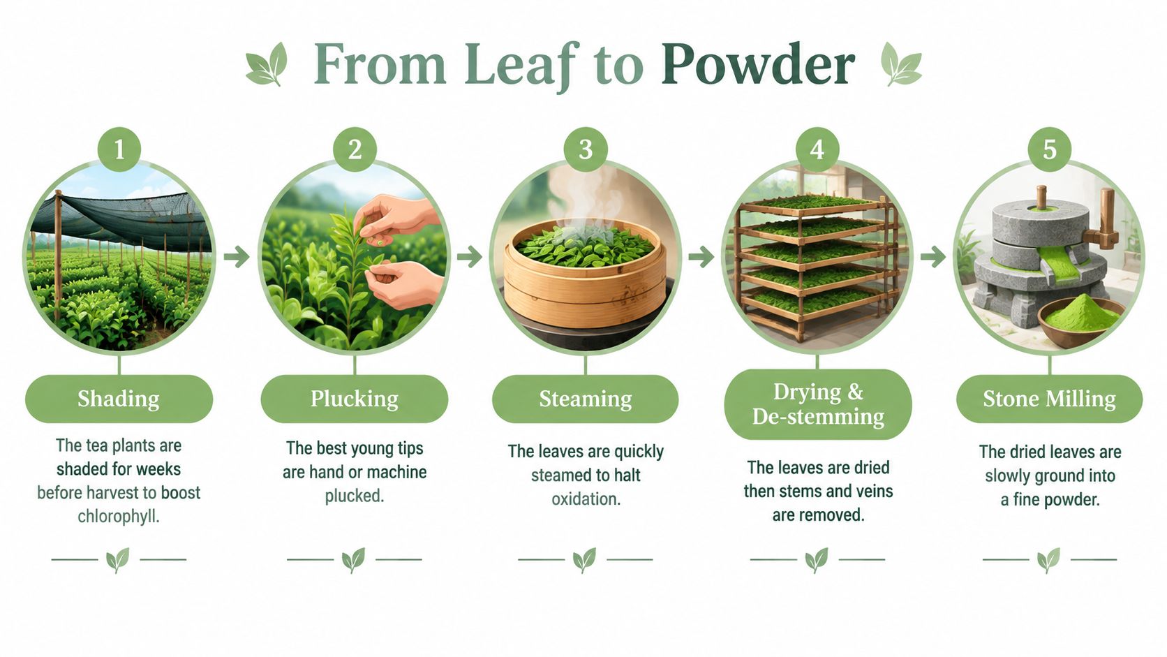 An infographic illustrating the five steps of producing matcha tea powder, from shading to stone milling.