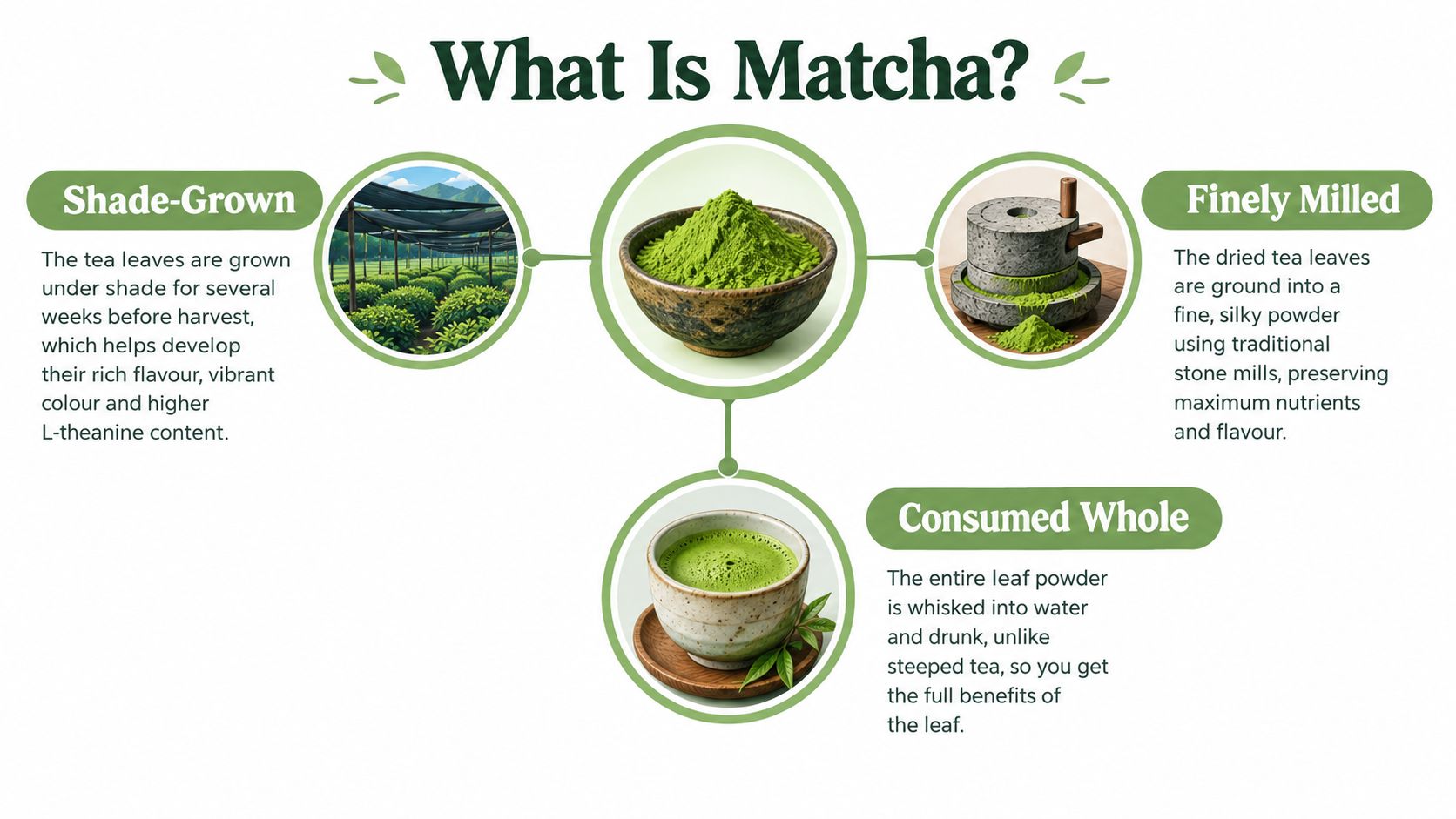 An infographic titled What Is Matcha explaining shade-grown practices, stone-milling, and consuming whole tea leaves.