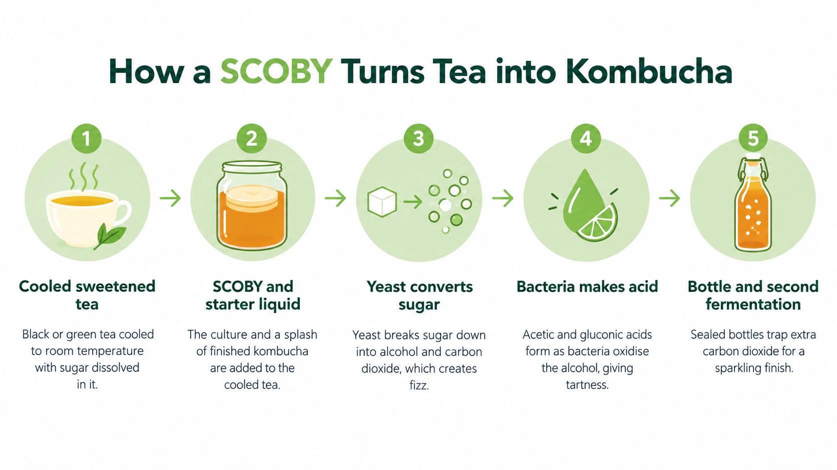 A step-by-step infographic showing the five stages of how a SCOBY transforms sweet tea into kombucha.